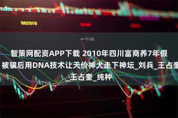 智策网配资APP下载 2010年四川富商养7年假藏獒，被骗后用DNA技术让天价神犬走下神坛_刘兵_王占奎_纯种